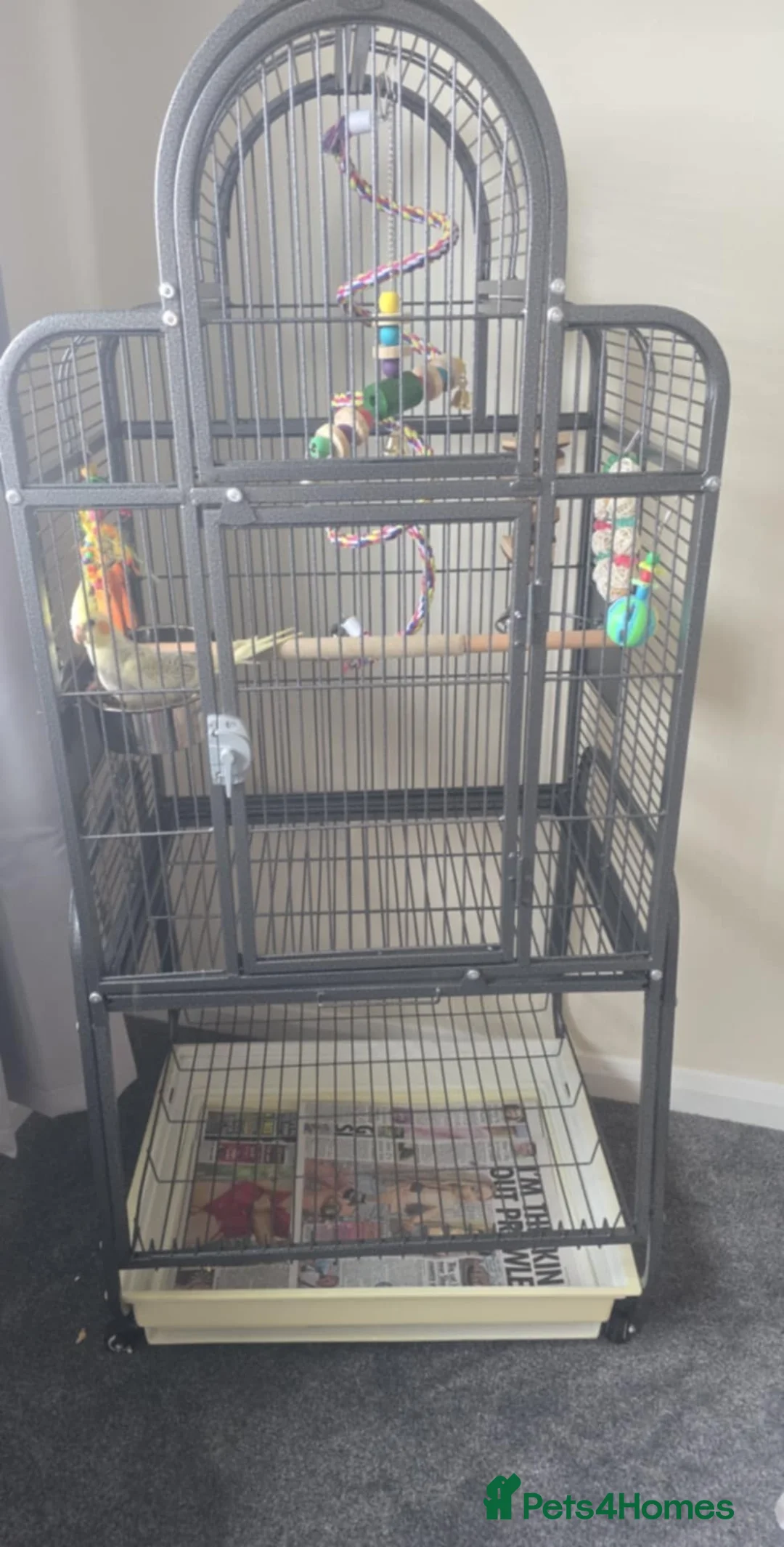 Cockatiels birds for sale: Hand reared Yellow cockteil  - Advert 6