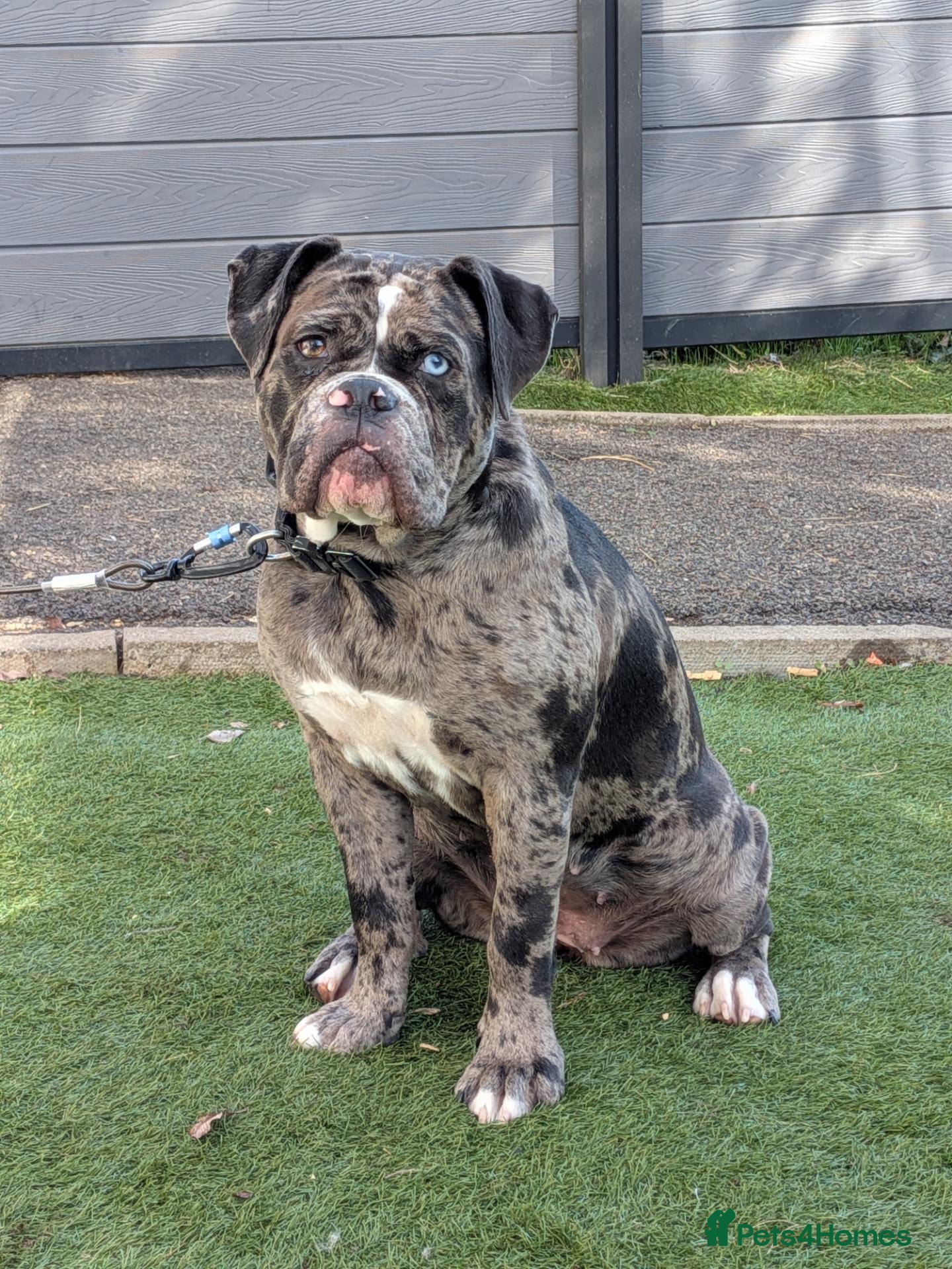 Olde English Bulldogge dogs Olde English bulldog - Advert 13
