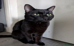 Bombay cats for sale: BLACK BOMBAY FEMALE - Image 1