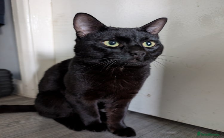 Bombay cats - Advert 1
