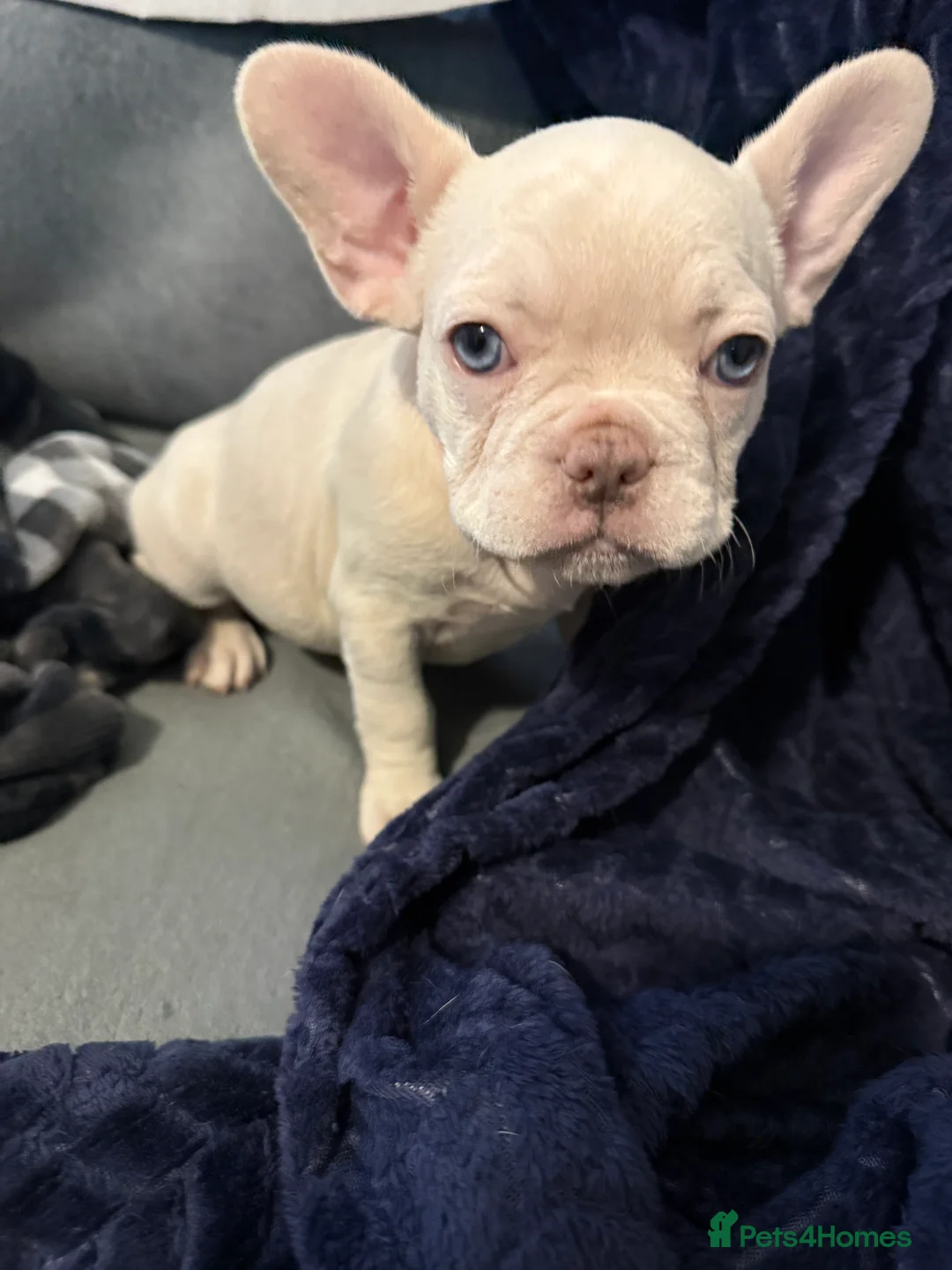 French Bulldog dogs for sale: Vaccine and Micro Chipped French Bulldog Puppies - Advert 2