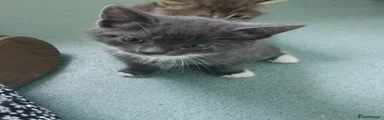 Domestic Shorthair 1