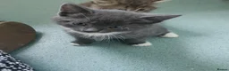 Domestic Shorthair cats for sale: Domestic short hair - Advert 5