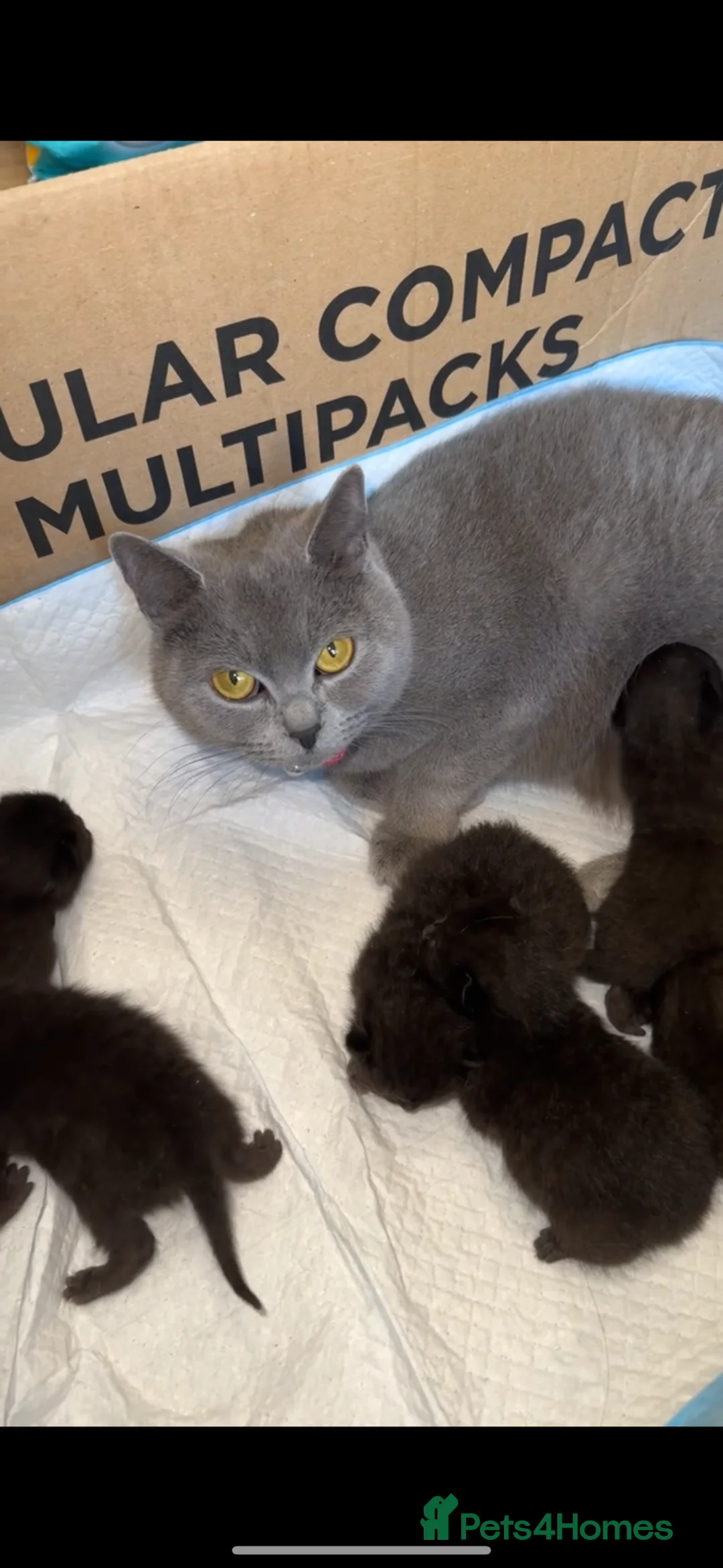 Mixed Breed cats for sale: British short x Bombay  in Oxford - Advert 1