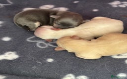 Chihuahua dogs for sale: Long coat chihuahua pups - Image 18
