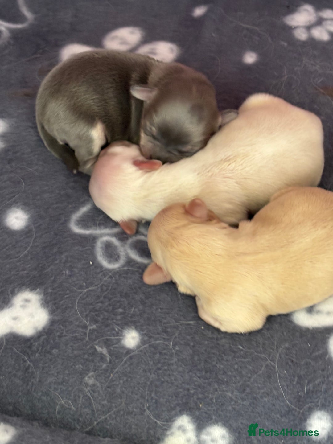 Chihuahua dogs for sale: Long coat chihuahua pups - Image 18