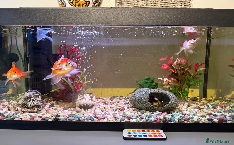 Goldfish fish - Advert 1
