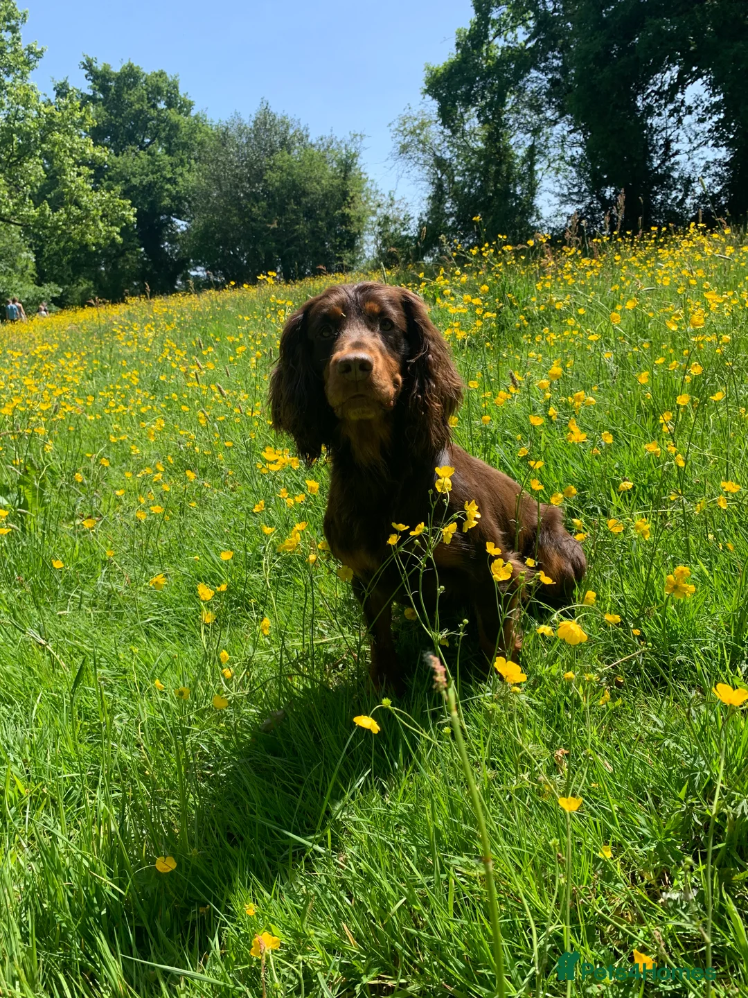 Cocker Spaniel dogs for stud: Proven Stud - Working Cocker Spaniel in Middlewich - Advert 17