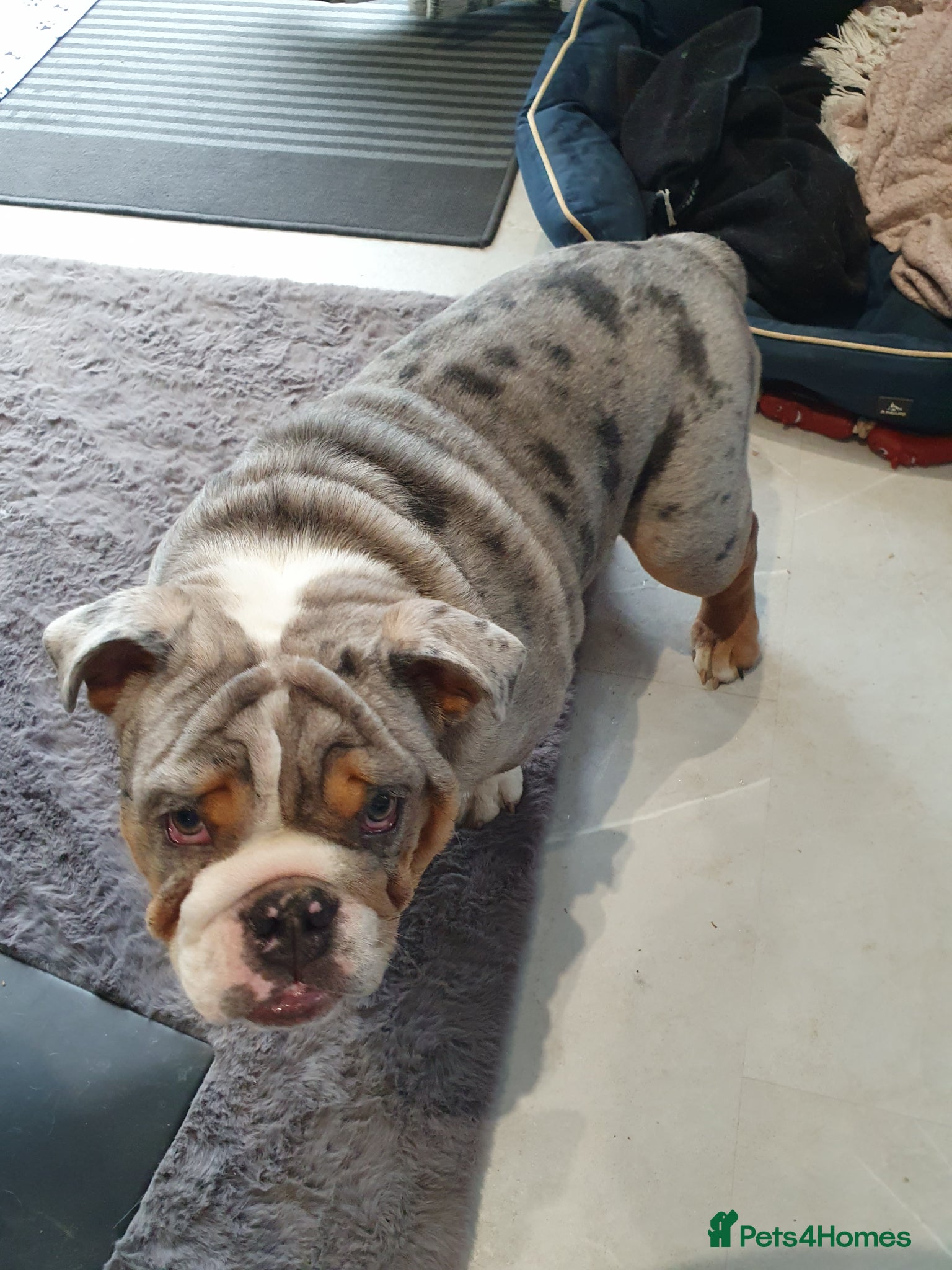 English Bulldog dogs merle  - Advert 1