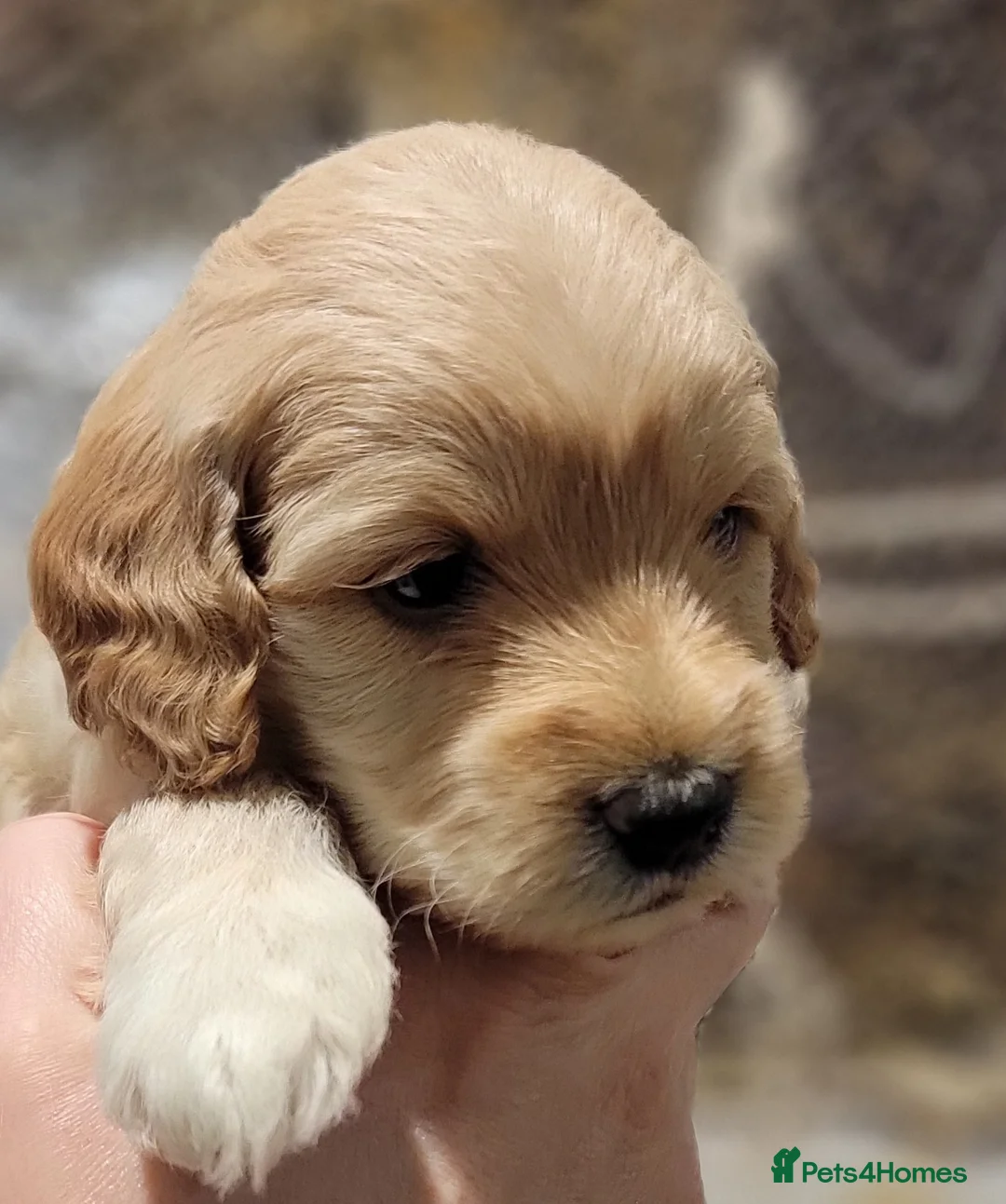 Maltipoo dogs for sale: F1b Maltipoo  - Advert 6