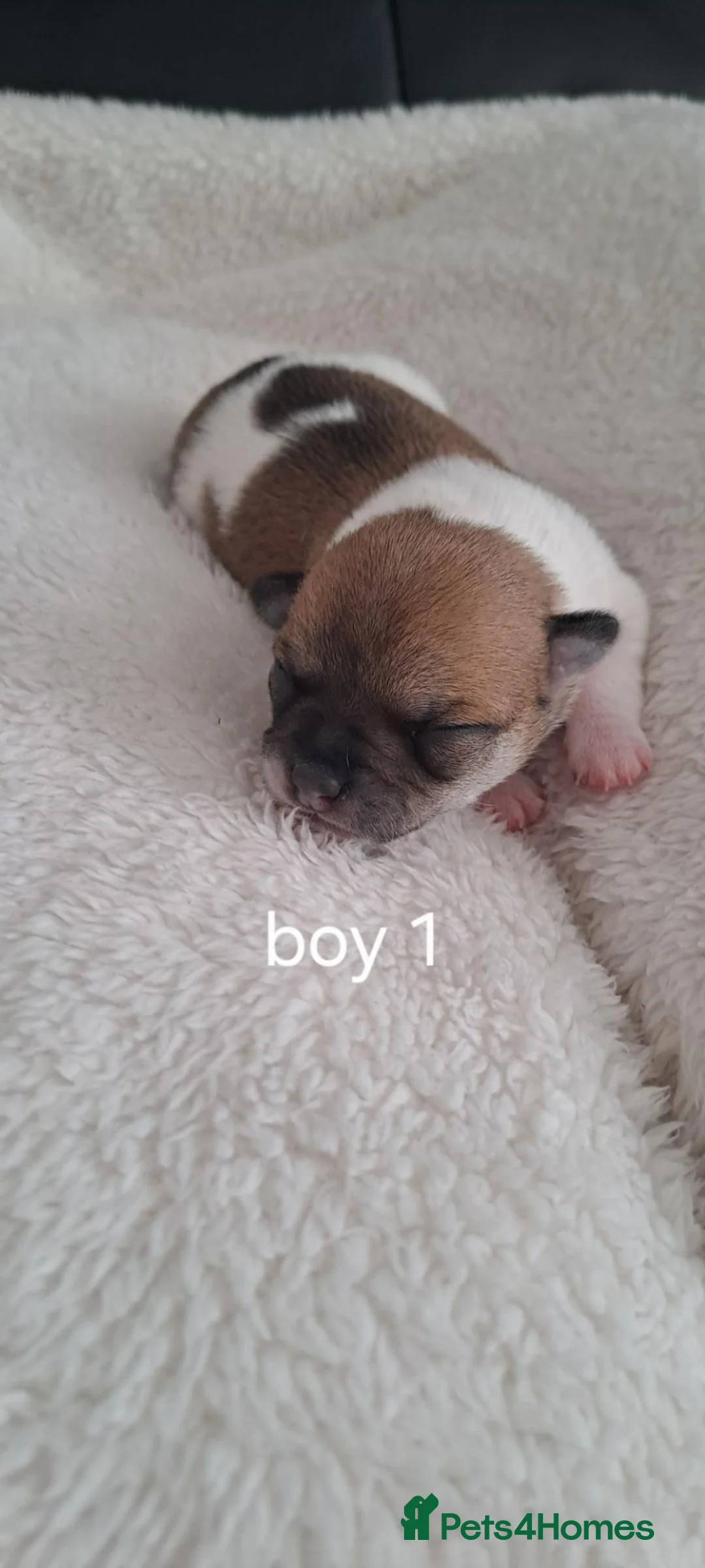 Chihuahua dogs for sale: Chihuahua puppies for sale in Scunthorpe - Advert 2