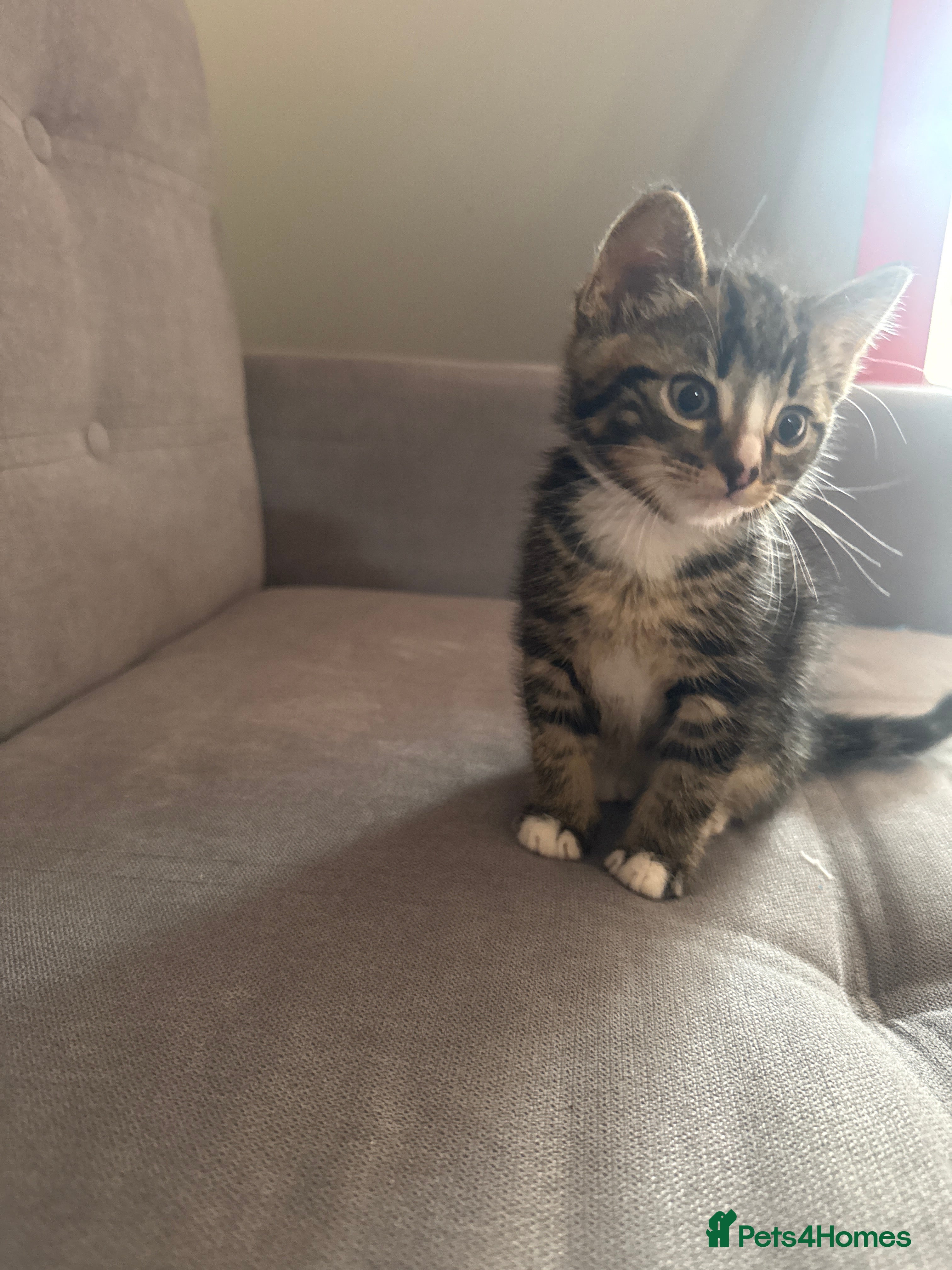 Domestic Shorthair cats 🐱 Lovely Kittens Looking for Their Forever Homes  - Advert 1