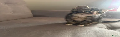 Domestic Shorthair 1