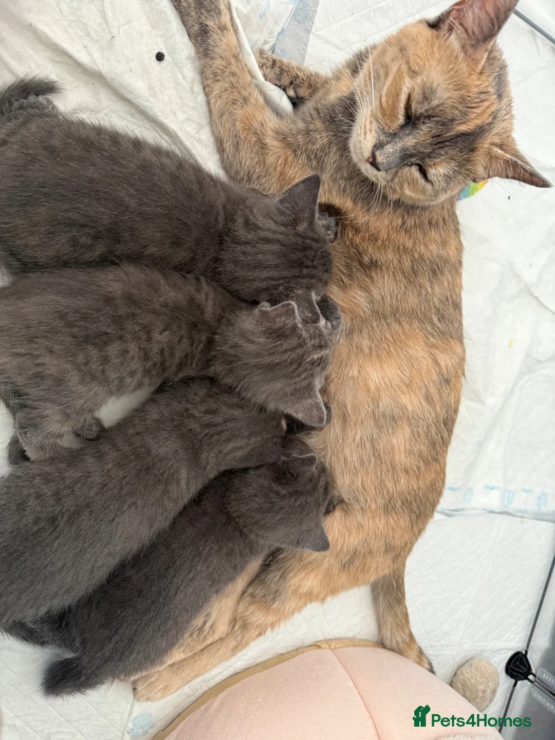 Mixed Breed cats for sale: Kittens in Ely - Advert 1