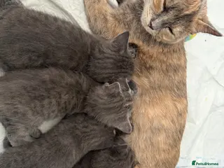 Mixed Breed cats Kittens - Advert 1