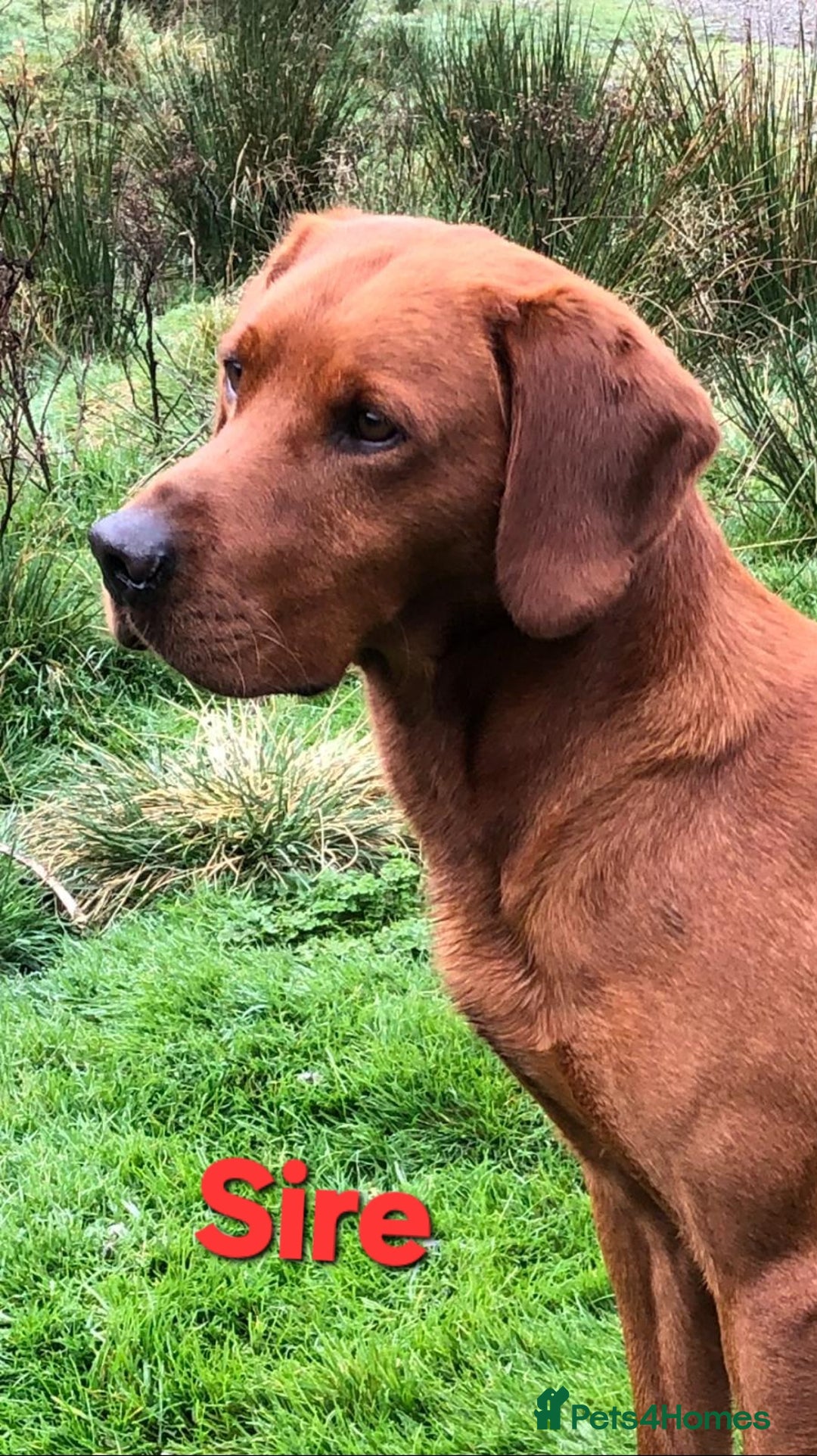 Labrador Retriever dogs for sale: KCReg FoxRed LabradorRetriver Puppies WorkingLines - Advert 11