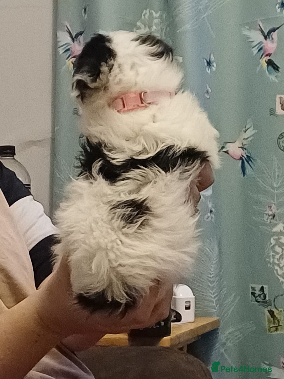 Mixed Breed dogs for sale: Stunning maltipoo x pug baby  - Advert 8