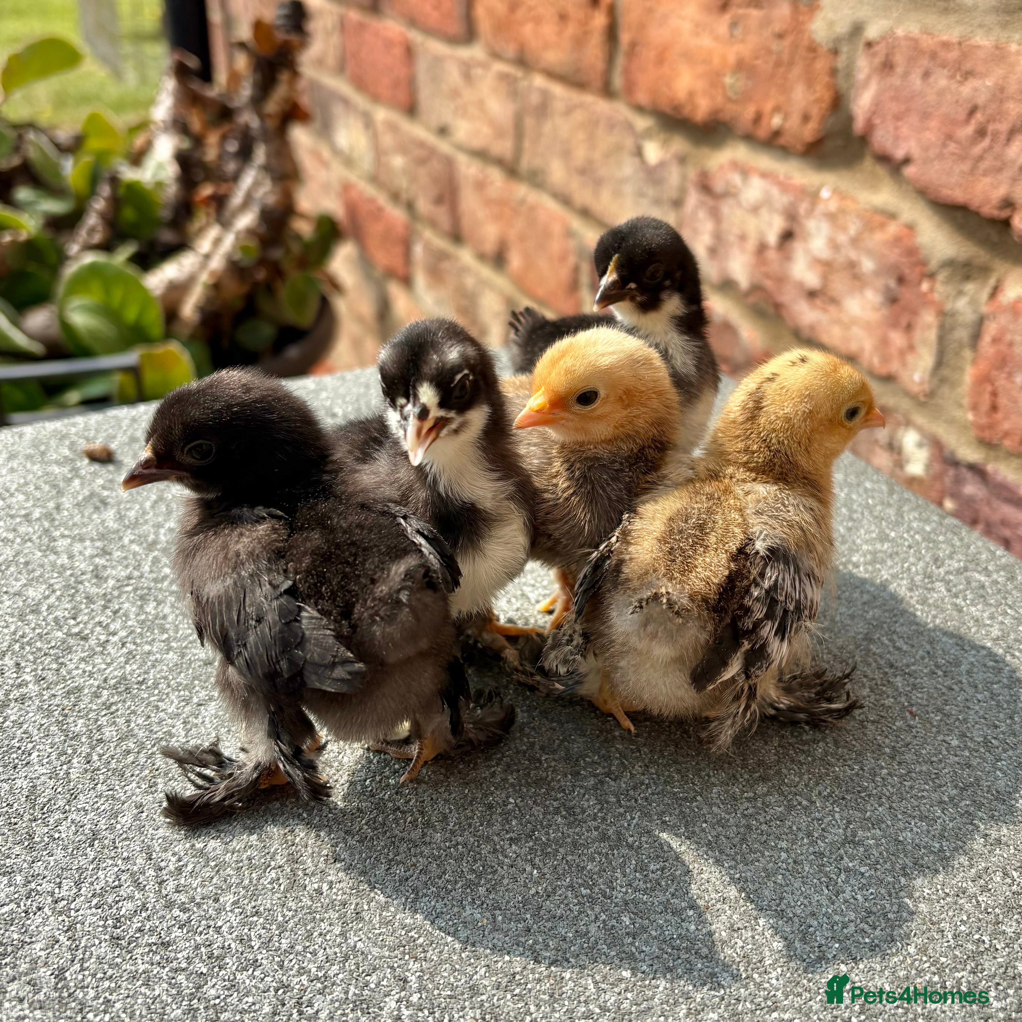 Chickens poultry Sablepoot Chicks (Booted Bantams) - Advert 8