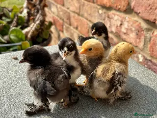 Chickens poultry Sablepoot Chicks (Booted Bantams) - Advert 1