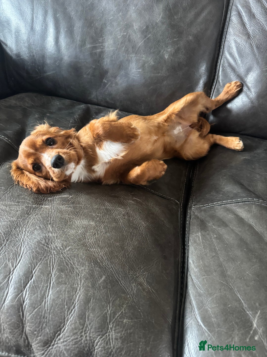 Cavalier King Charles Spaniel dogs for sale: Cavalier King Charles  - Image 6