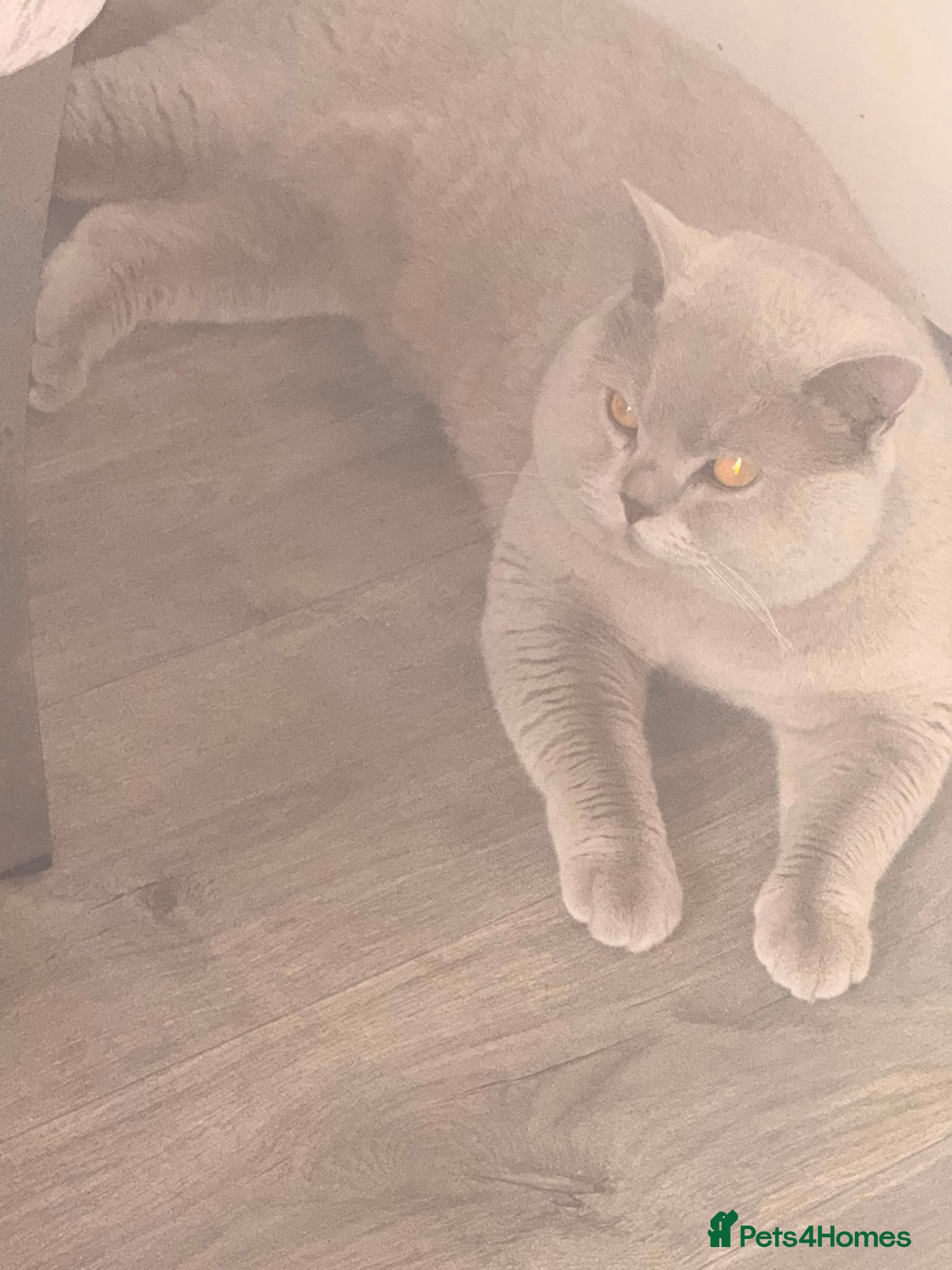 British Shorthair cats for stud: Beautiful British short hair for stud - Advert 2