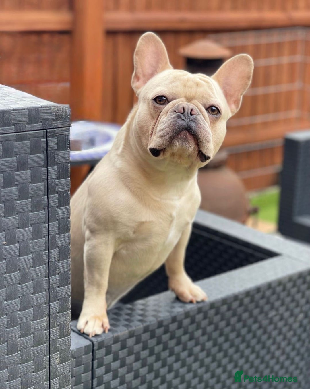 French Bulldog dogs for stud: 🌟🔥LILAC PLATINUM KC REG FRENCH BULLDOG STUD🔥🌟 in Uxbridge - Advert 4