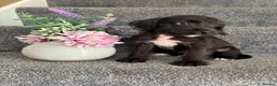 Doxiepoo dogs for sale: Doxiepoo Puppies Ready Now - Advert 6