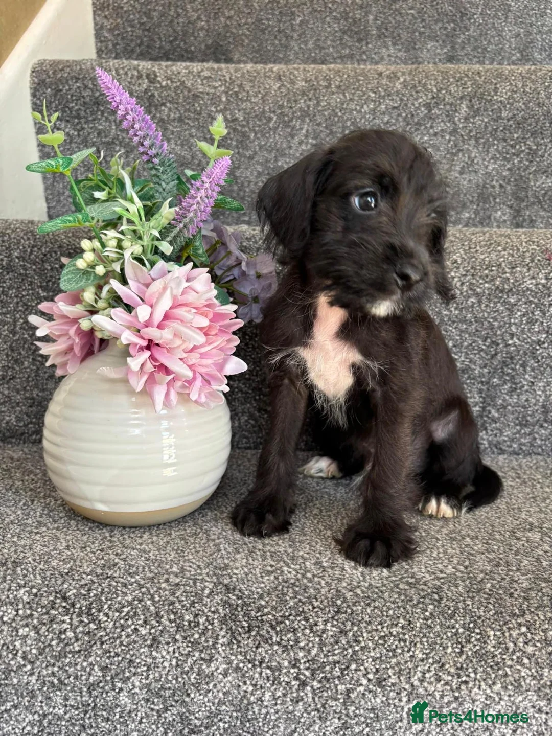 Doxiepoo dogs for sale: Doxiepoo Puppies Ready Now - Advert 6