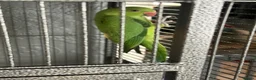 Ringnecks birds for sale: Baby Indian ringneck  - Advert 2