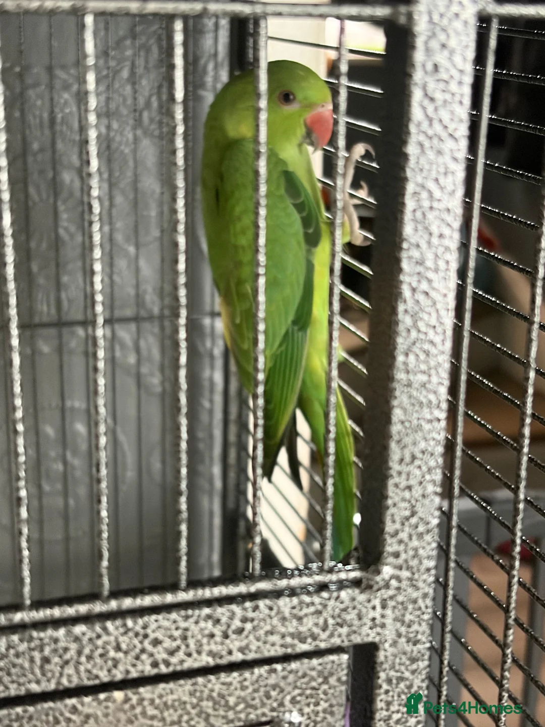 Ringnecks birds for sale: Baby Indian ringneck  - Advert 2