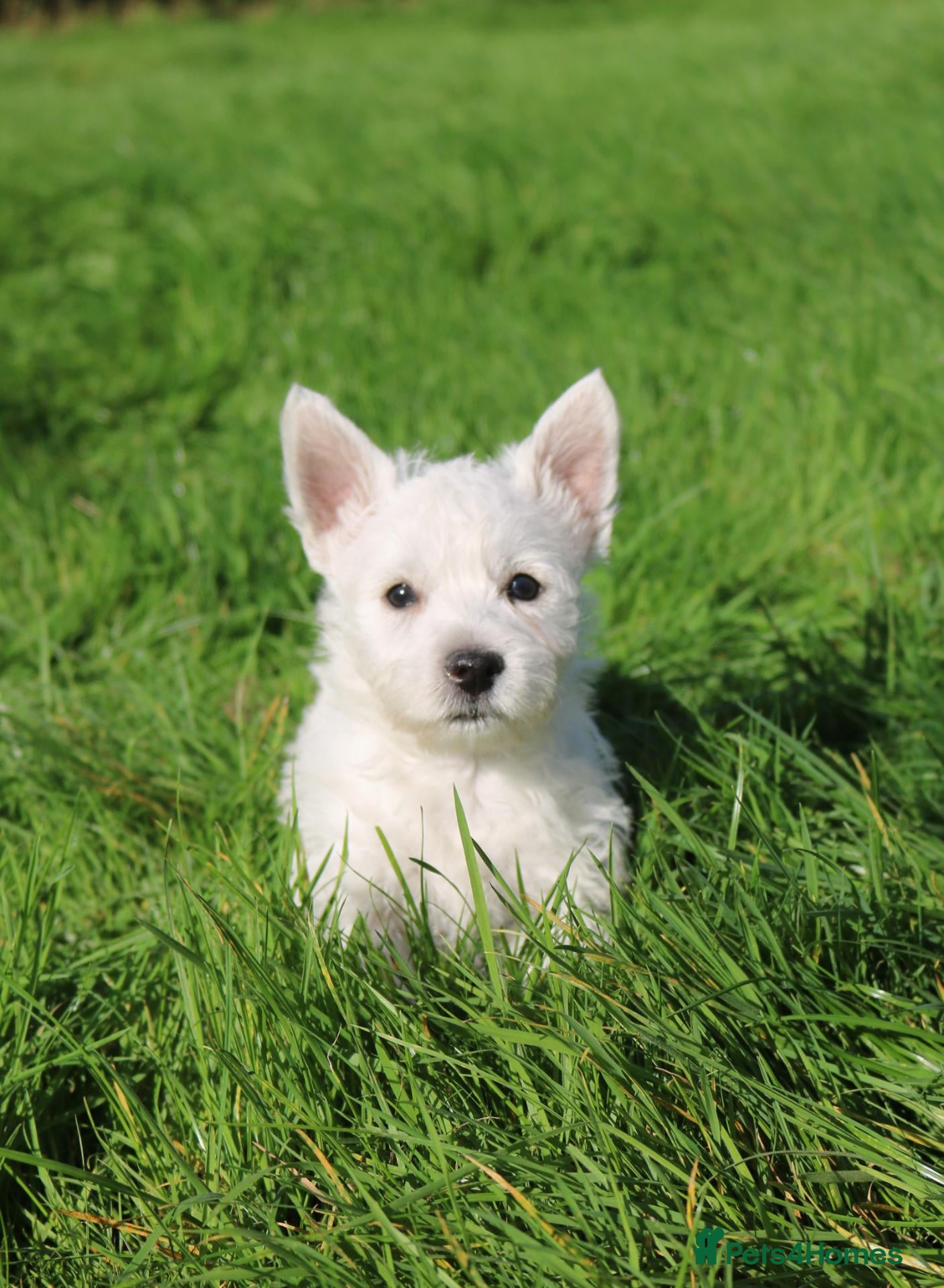 West Highland Terrier dogs for sale: West Highland Terrier (Westie) Puppies for Sale - Advert 2