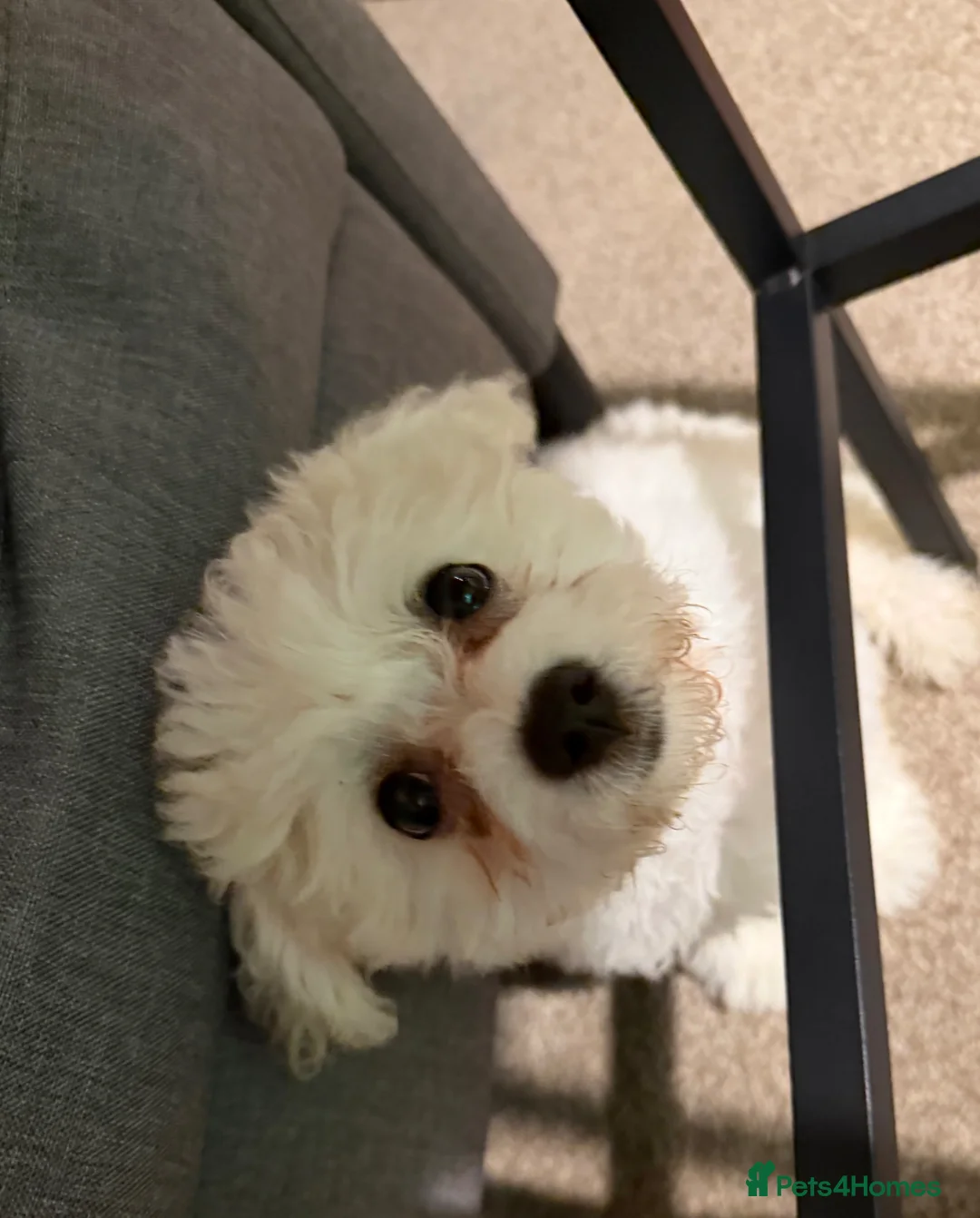 Mixed Breed dogs for sale: Adorable Maltichon Puppy 13 weeks in Waterlooville - Advert 5