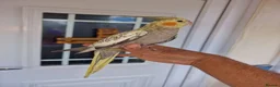 Cockatiels birds for sale: Super hand tamed baby cockatiels  - Advert 14