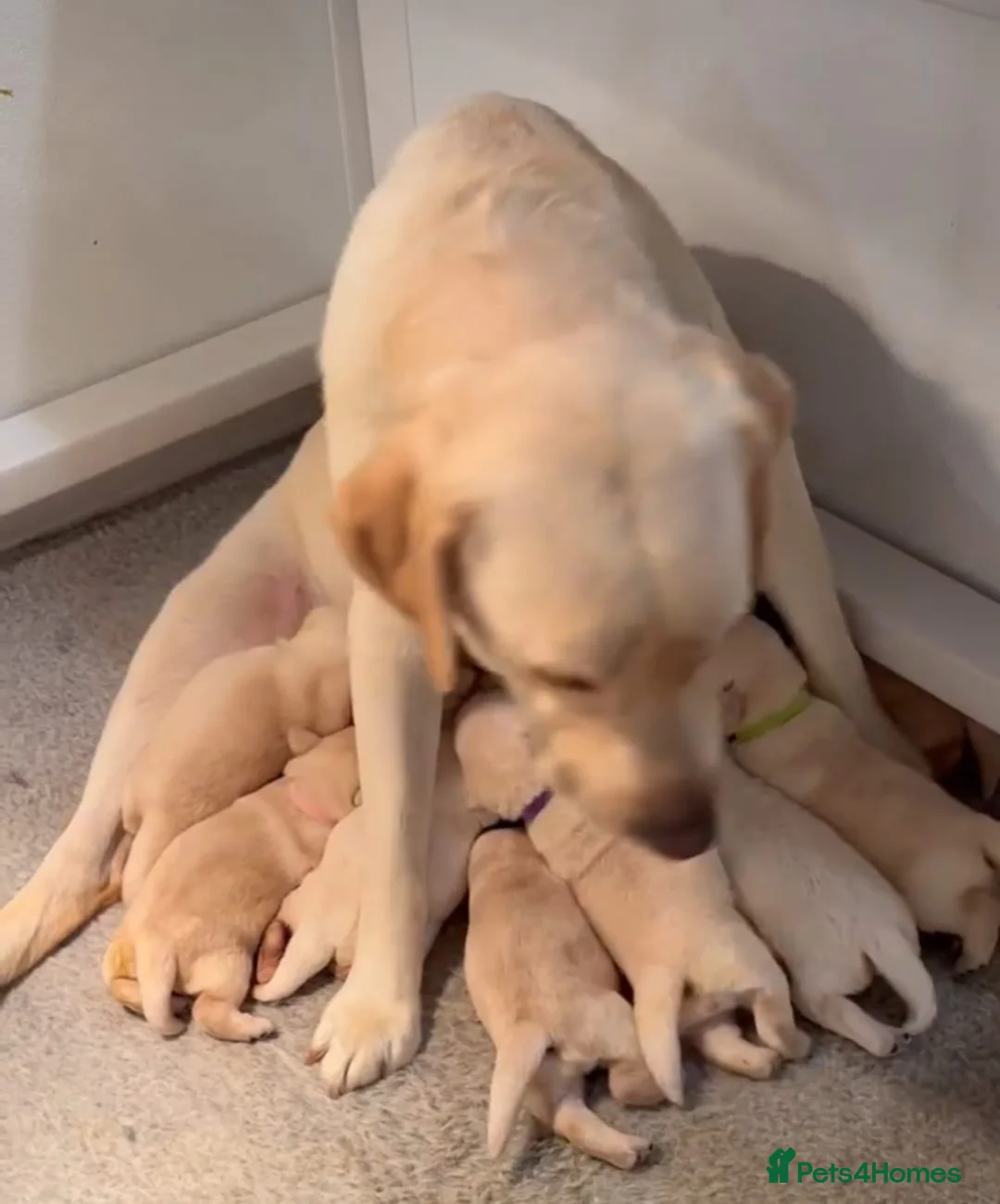 Labrador Retriever dogs for sale: Labrador puppys - Advert 6