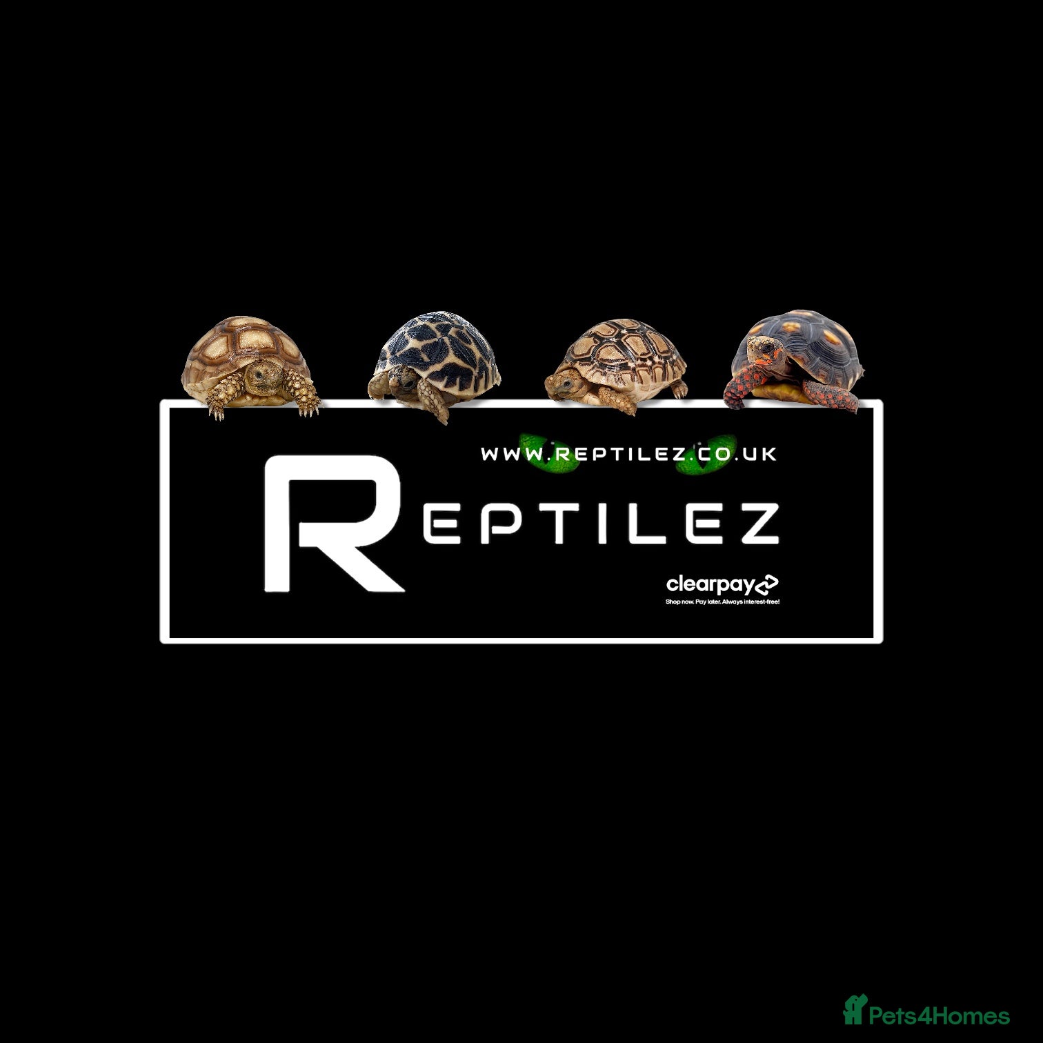 Tortoise reptiles TORTOISE BABIES - Advert 7