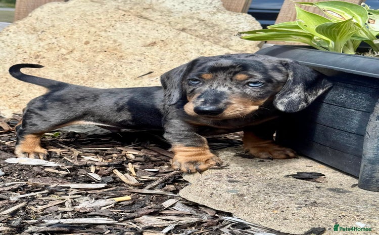 Dachshund dogs - Advert 1