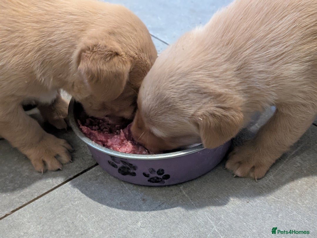 Labrador Retriever dogs for sale: Working Pedigree Yellow Lab pups champion lines - Advert 15