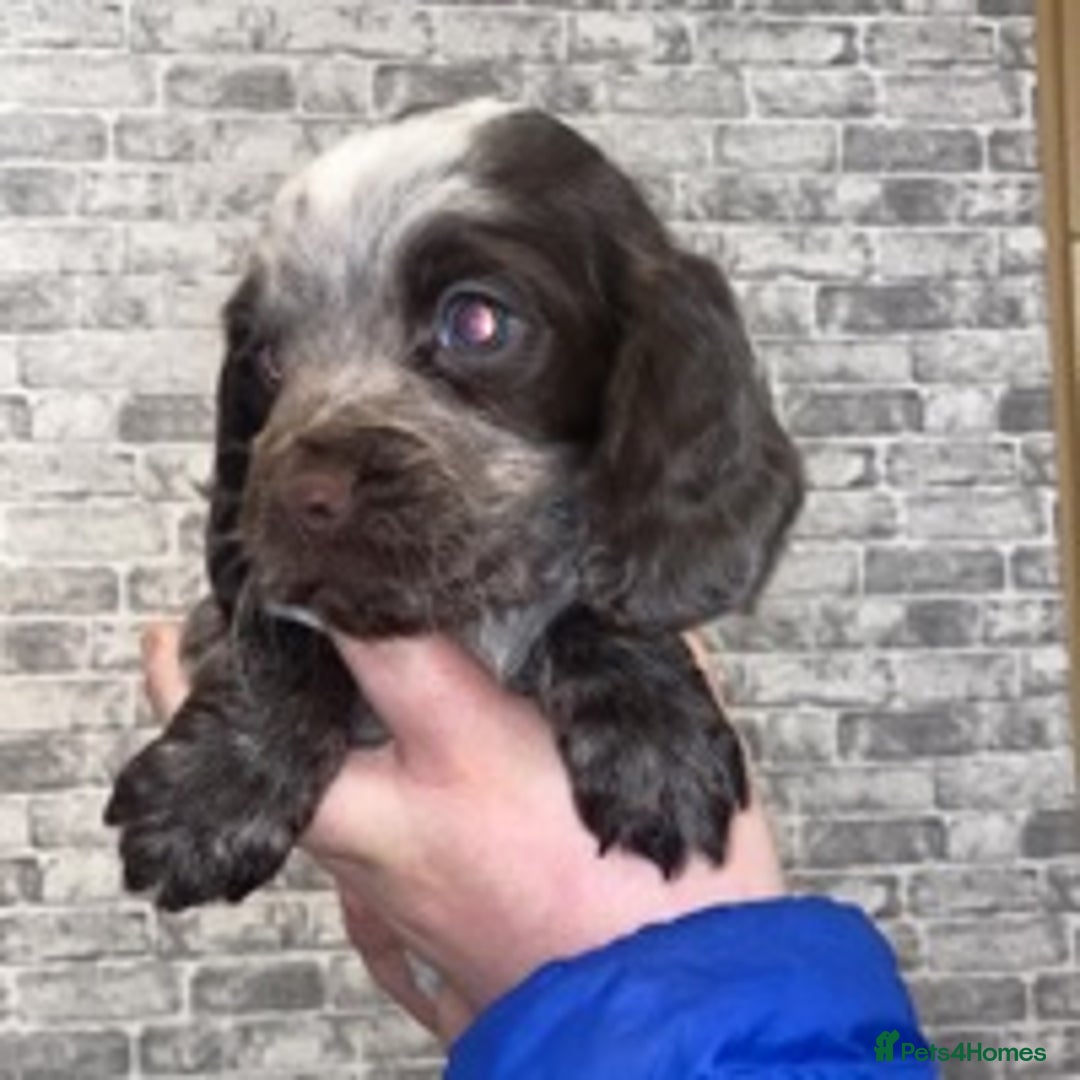 Cocker Spaniel dogs for stud: 🔥🔥WORKING ROAN COCKER STUD🔥🔥 in Gateshead - Advert 9