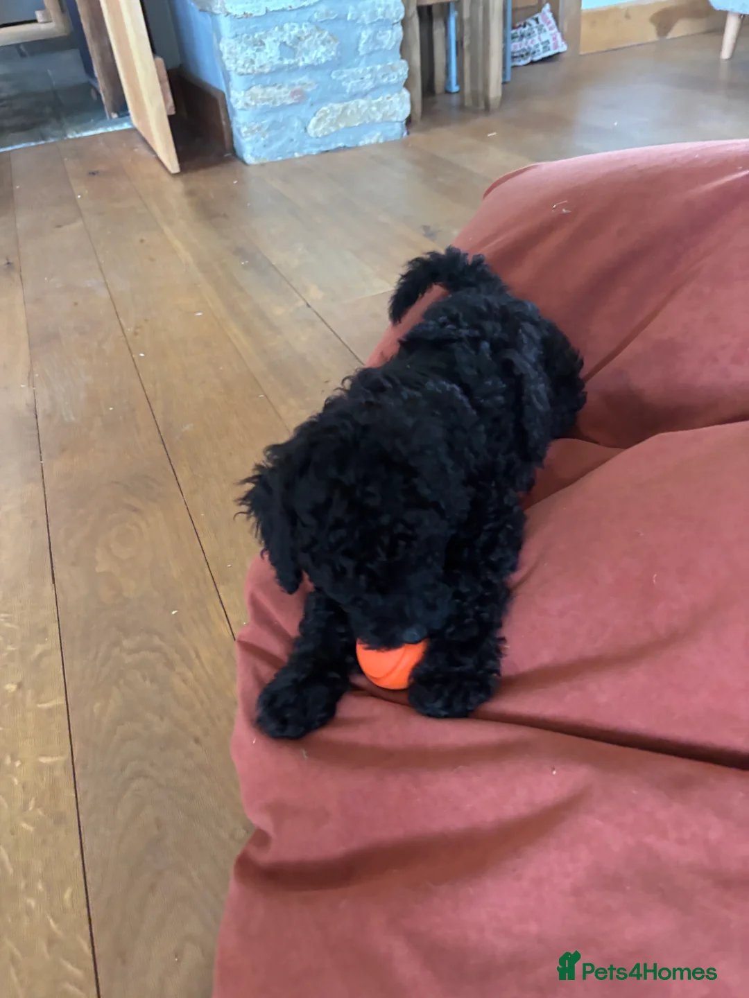 Sproodle dogs for sale: Gorgeous Black F1b miniature Sproodle - Advert 6