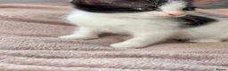 Domestic Shorthair cats for sale: 🐾 Two Little Beauties - Advert 5