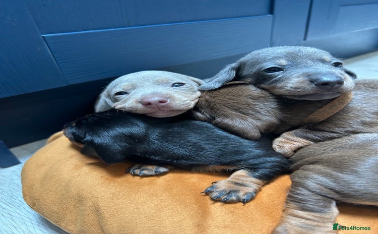 Dachshund dogs - Advert 10