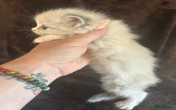 Ragdoll cats for sale: Beautiful ragdoll kittens  - Image 14