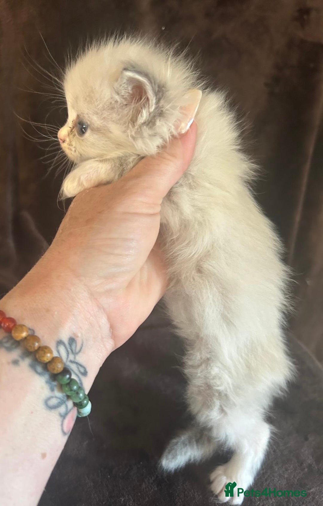 Ragdoll cats for sale: Beautiful ragdoll kittens  - Image 14