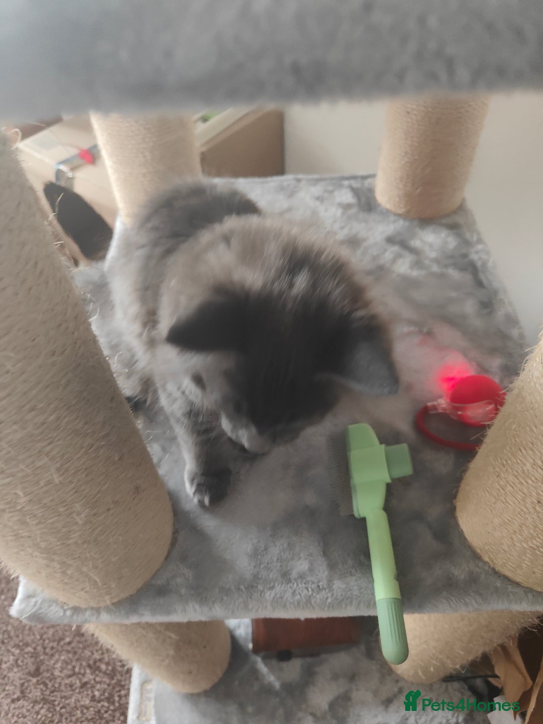 Ragcoon cats for sale: Maine coon X Ragdoll kitten - Image 15