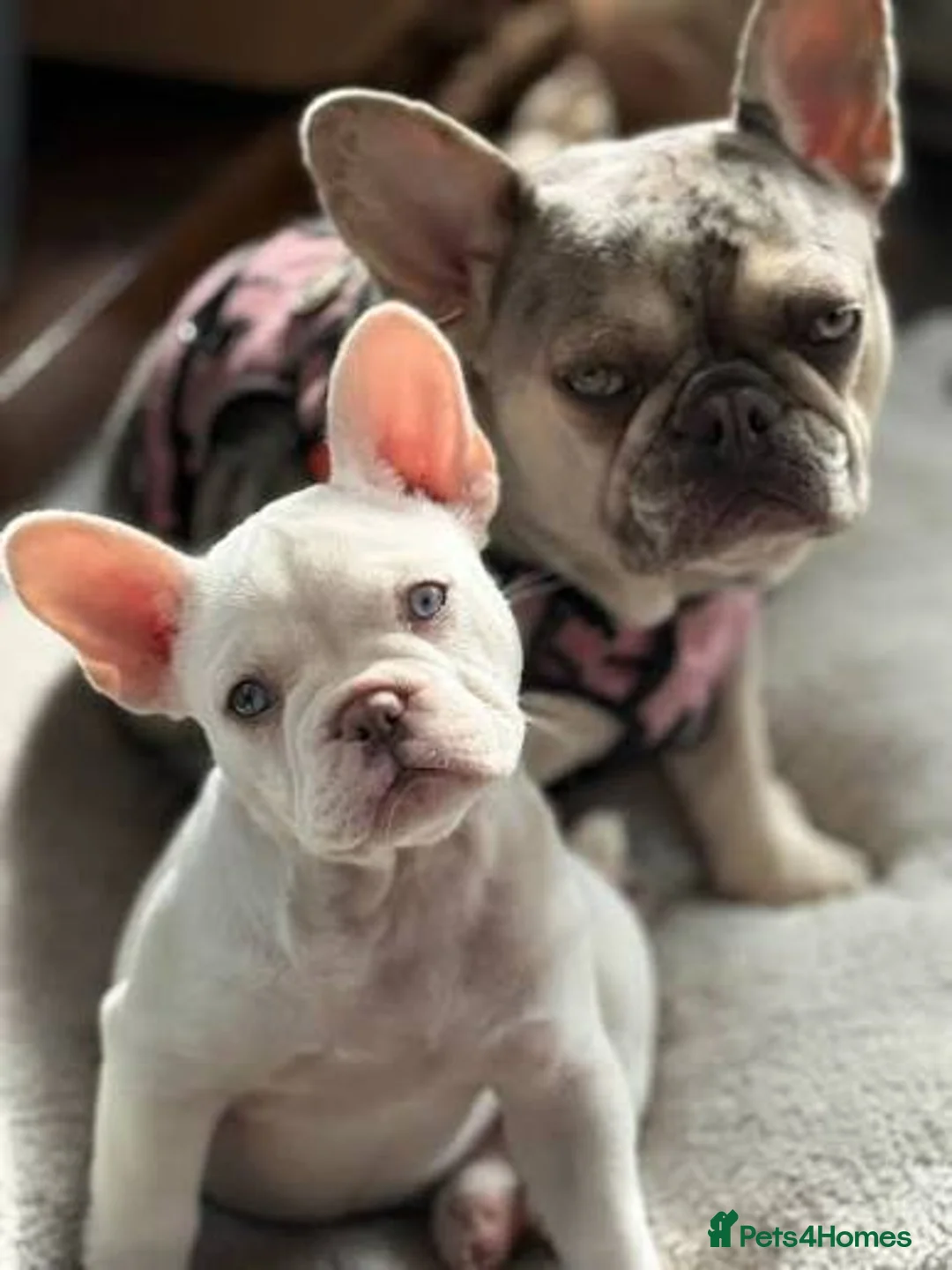 French Bulldog dogs for sale: ❤️ beautiful fluffy French bulldog puppies 🐶  - Advert 2