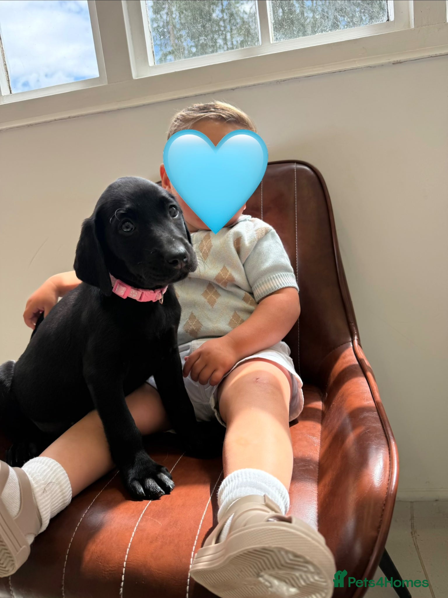 Labrador Retriever dogs Beautiful chunky black Labrador puppies  - Advert 9