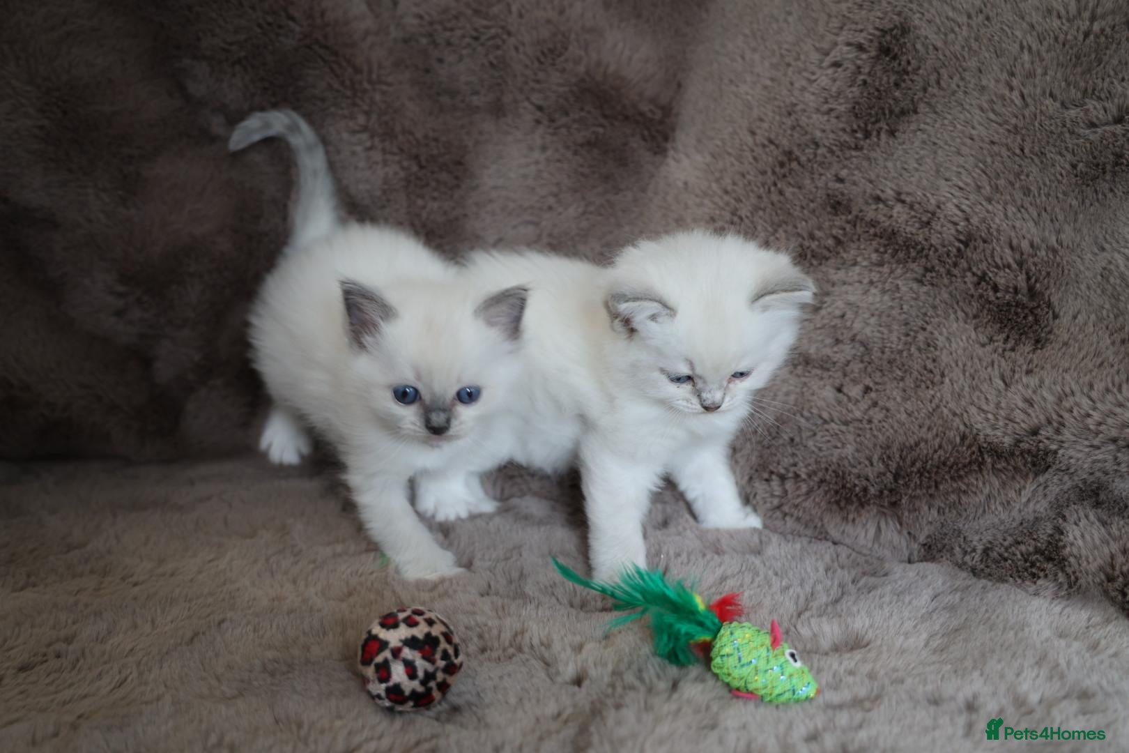 Ragdoll cats for sale: GCCF Ragdoll kittens. Lynx, Blue point, mitted. - Advert 16