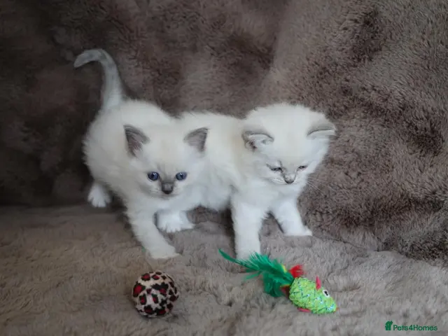 Ragdoll cats for sale: GCCF Ragdoll kittens. Lynx, Blue point, mitted. - Advert 16