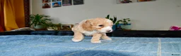 Cockapoo dogs for sale: Beautiful Cockapoo puppies for sale in Rugby - Advert 9