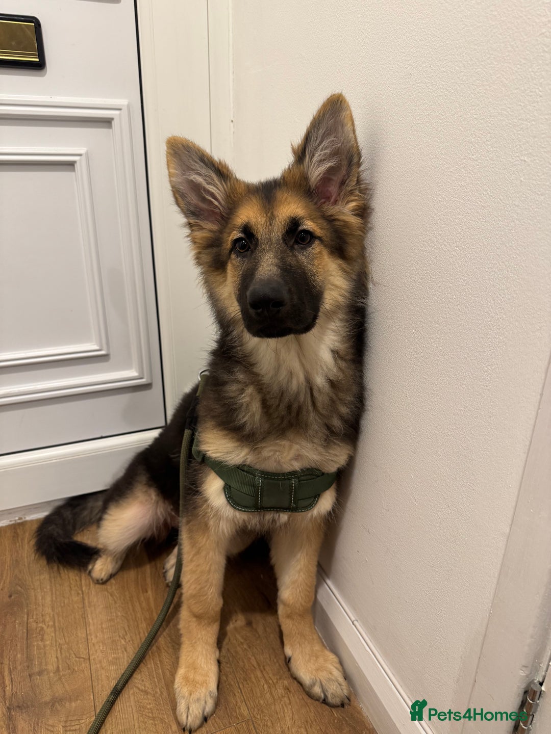 German Shepherd dogs for sale: 5 months old German shepherd  - Advert 5